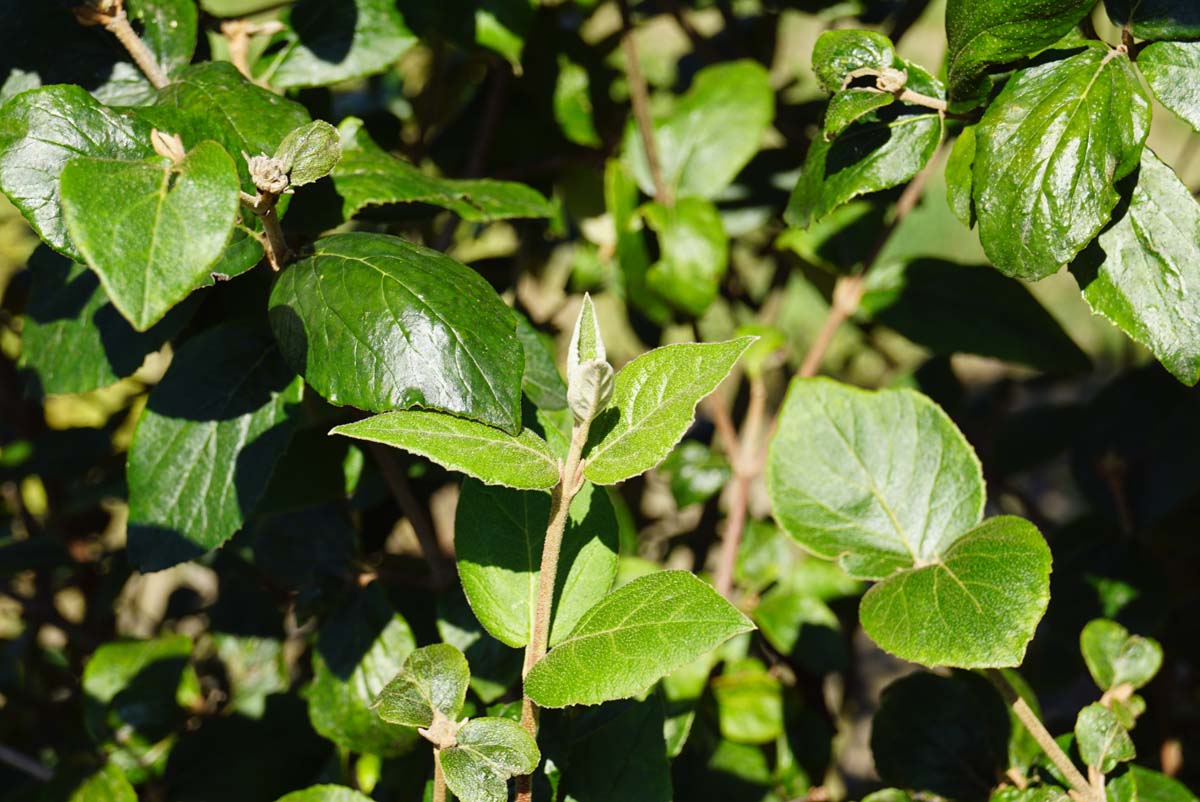 Viburnum burkwoodii 'Mohawk' Tuinplanten