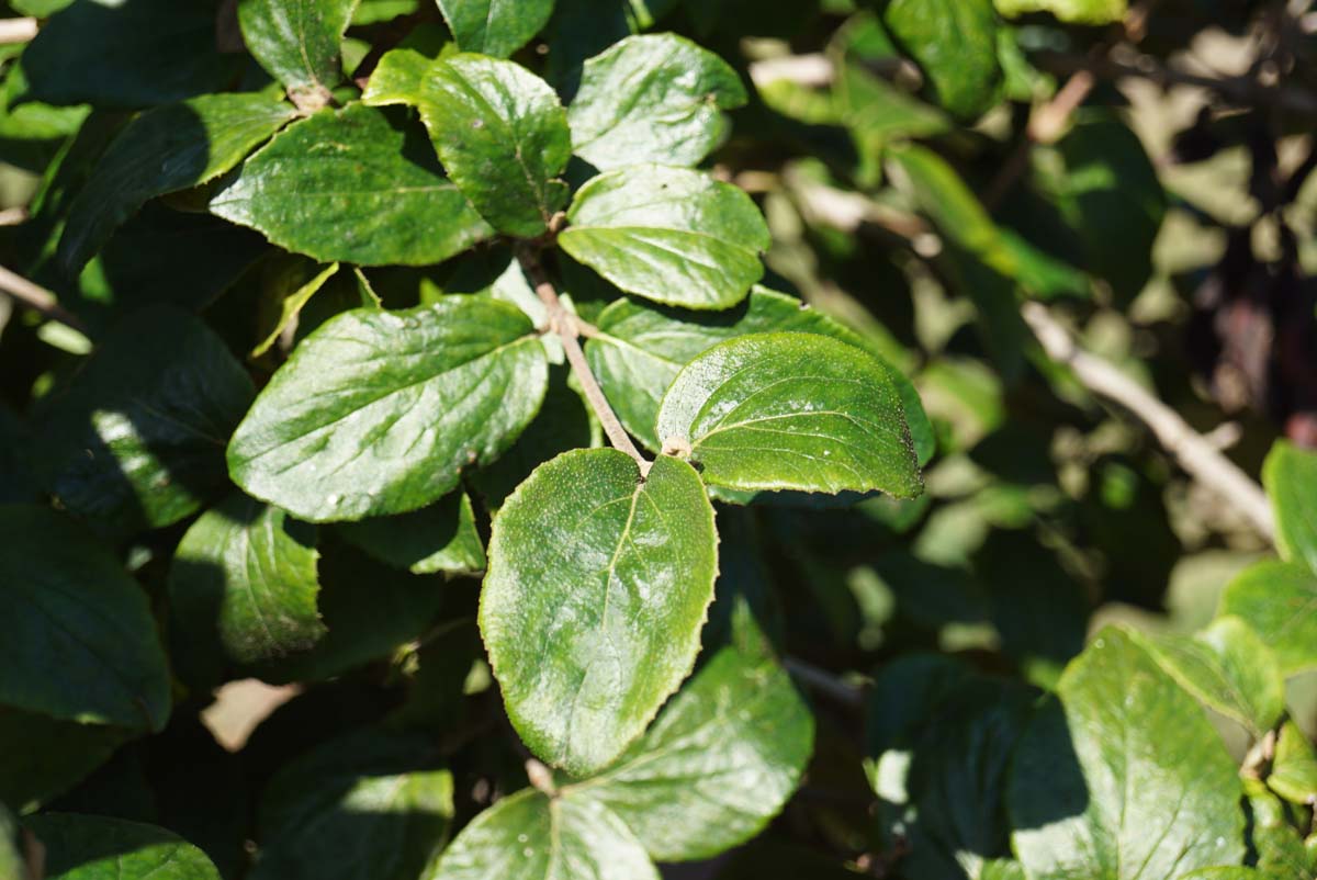 Viburnum burkwoodii 'Mohawk' Tuinplanten