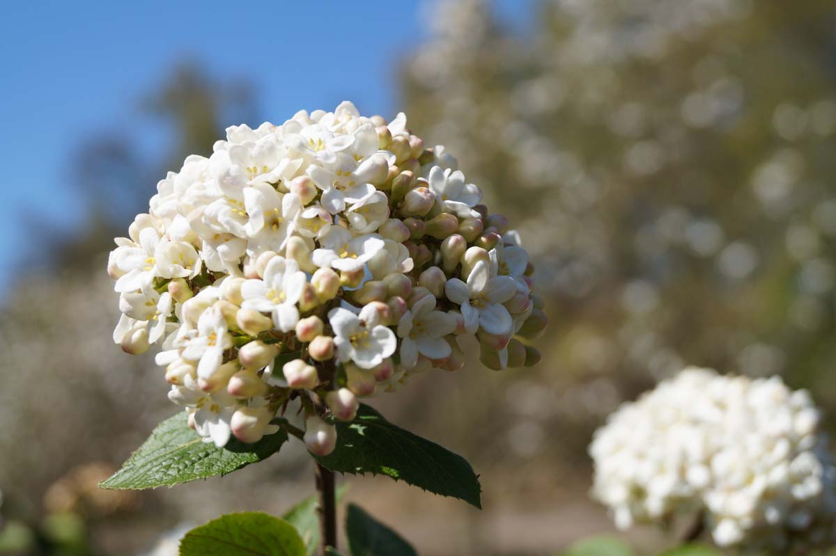 Viburnum carlcephalum meerstammig / struik bloem