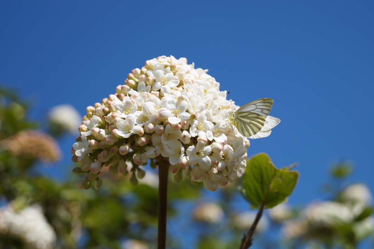 Viburnum carlcephalum bloem