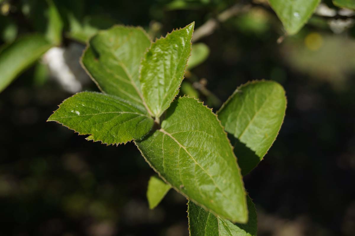 Viburnum carlcephalum blad