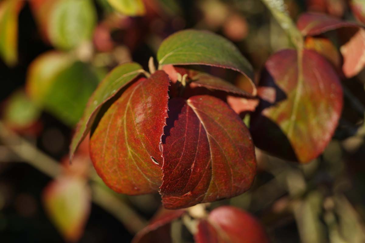 Viburnum carlcephalum blad