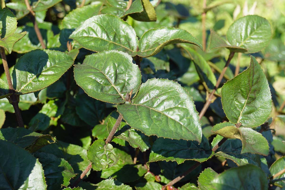 Viburnum carlesii Tuinplanten