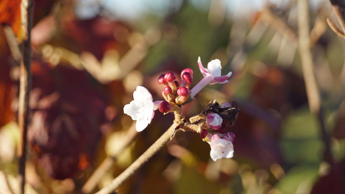Viburnum carlesii 'Aurora' meerstammig / struik