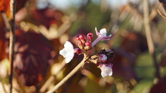 Viburnum carlesii 'Aurora' Tuinplanten