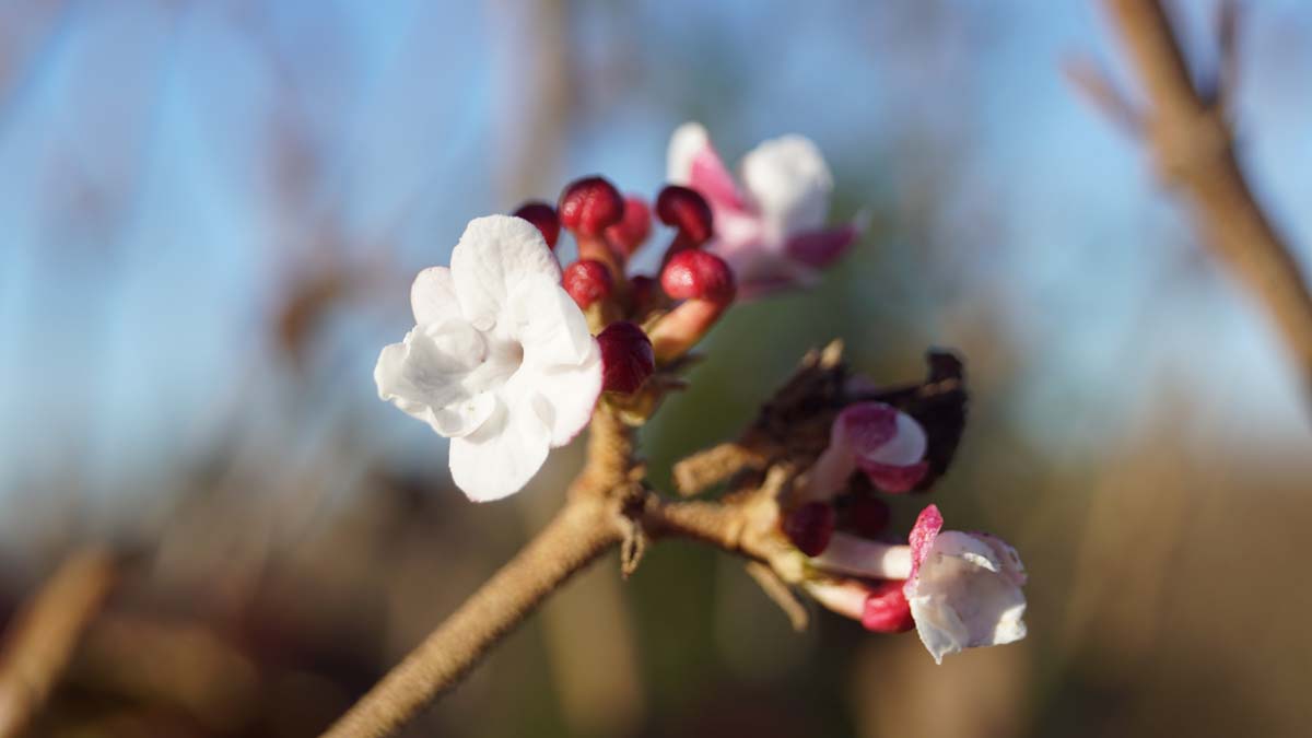 Viburnum carlesii 'Aurora' meerstammig / struik