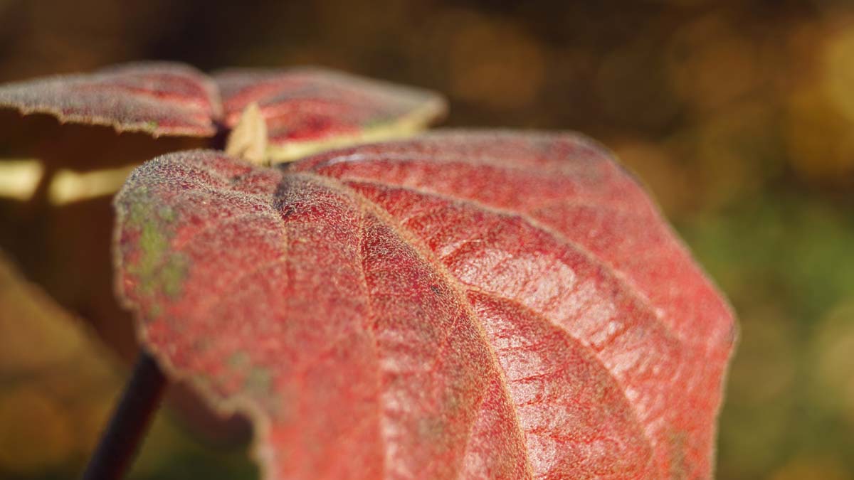 Viburnum carlesii 'Aurora' meerstammig / struik