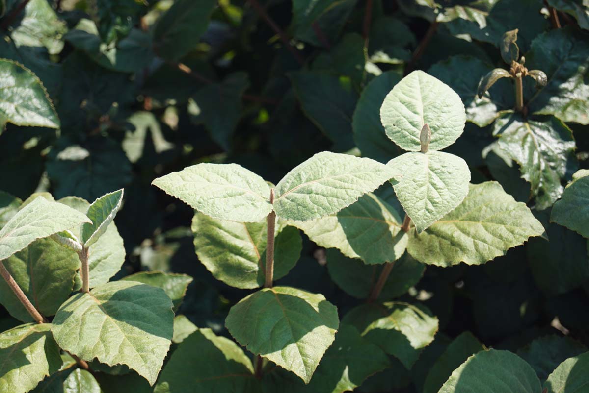 Viburnum carlesii 'Diana' blad