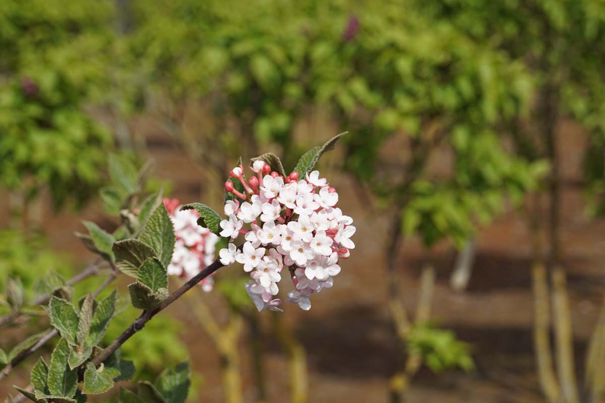 Viburnum carlesii 'Juddii' Tuinplanten