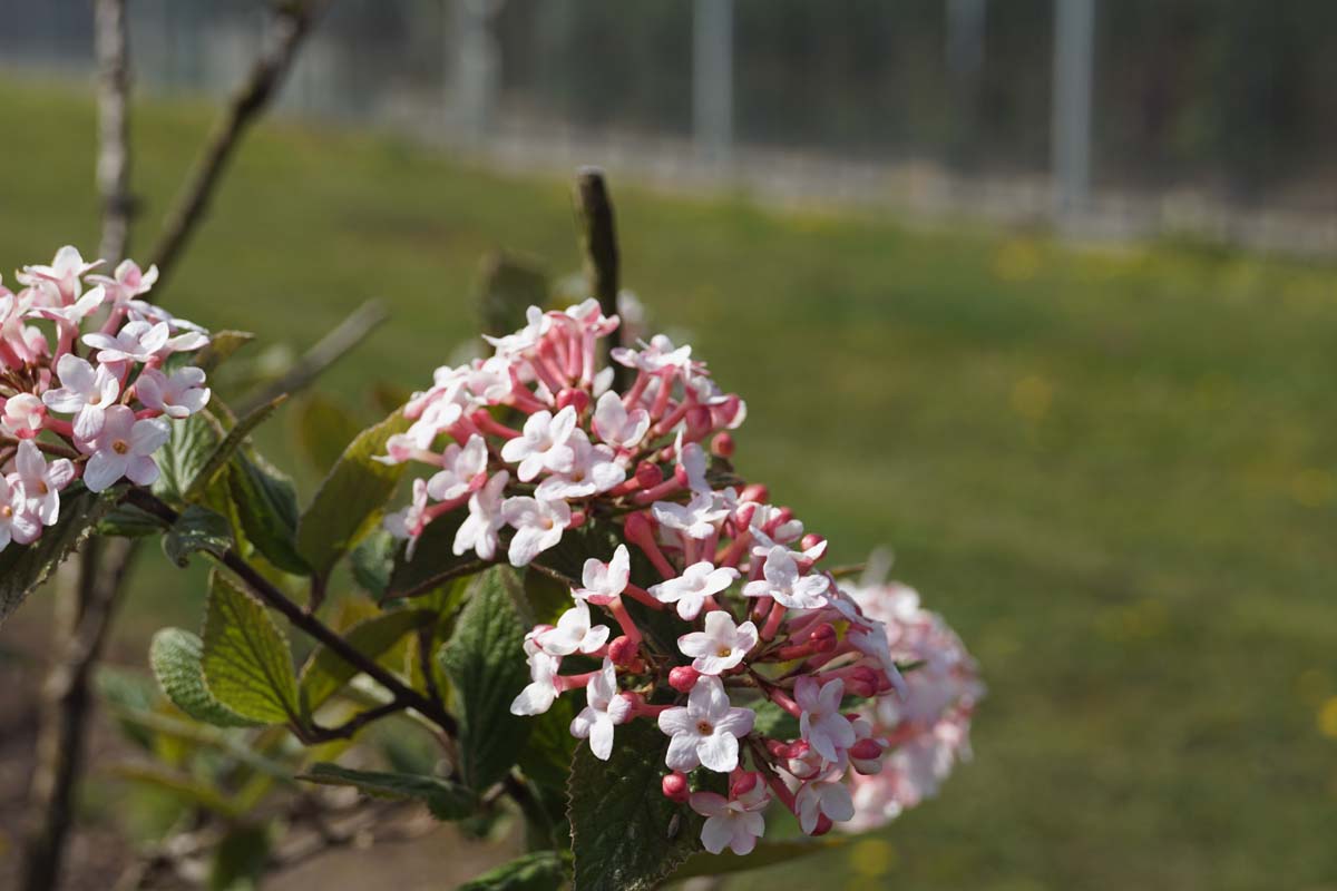 Viburnum carlesii 'Juddii'