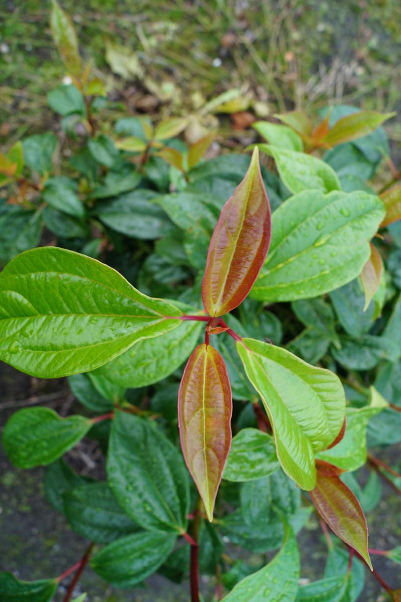 Viburnum cinnamomifolium Tuinplanten