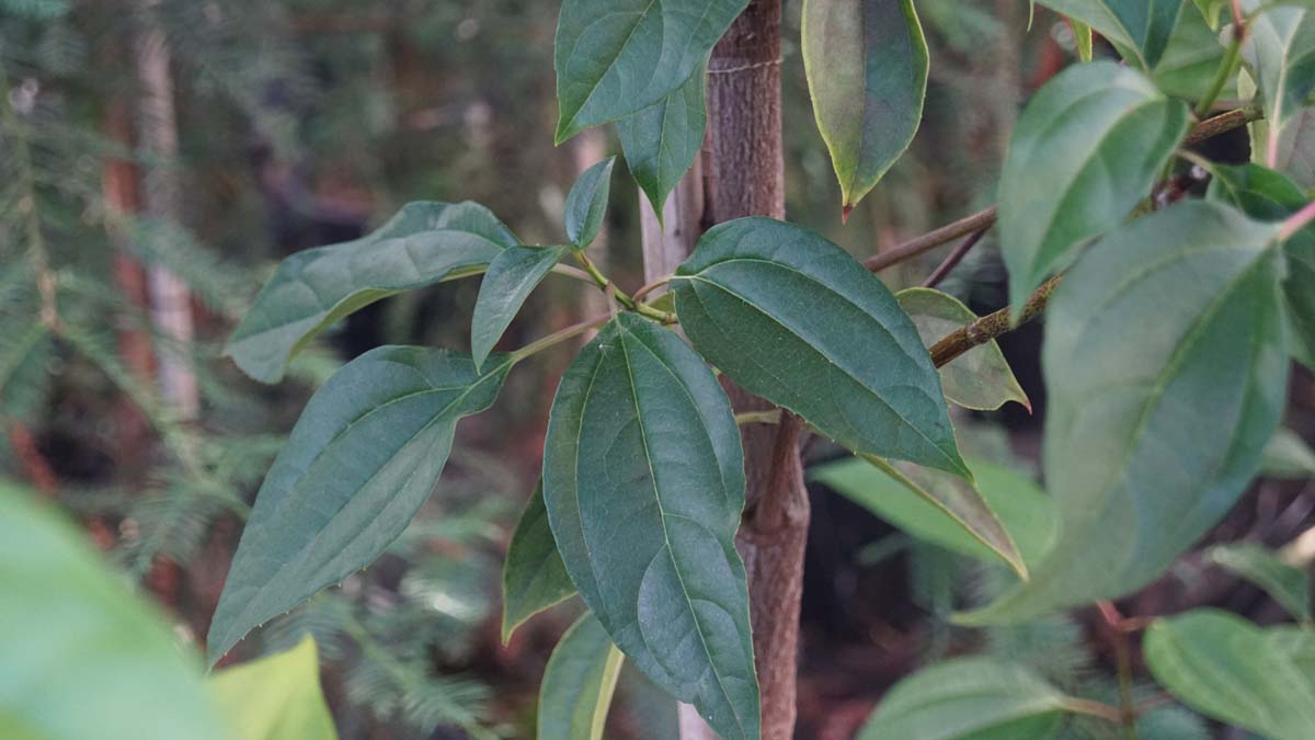 Viburnum cinnamomifolium Tuinplanten