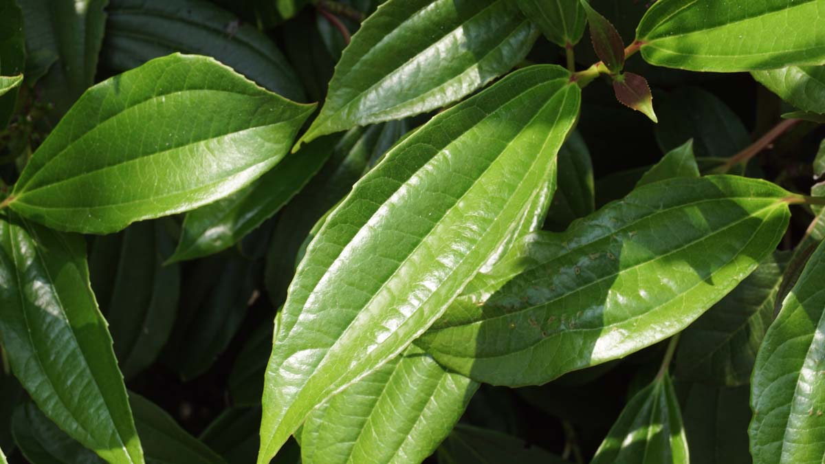 Viburnum davidii