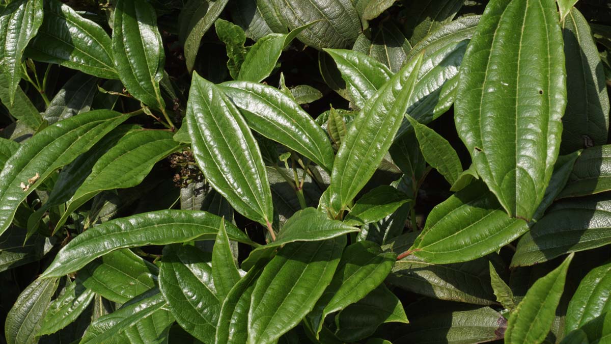 Viburnum davidii