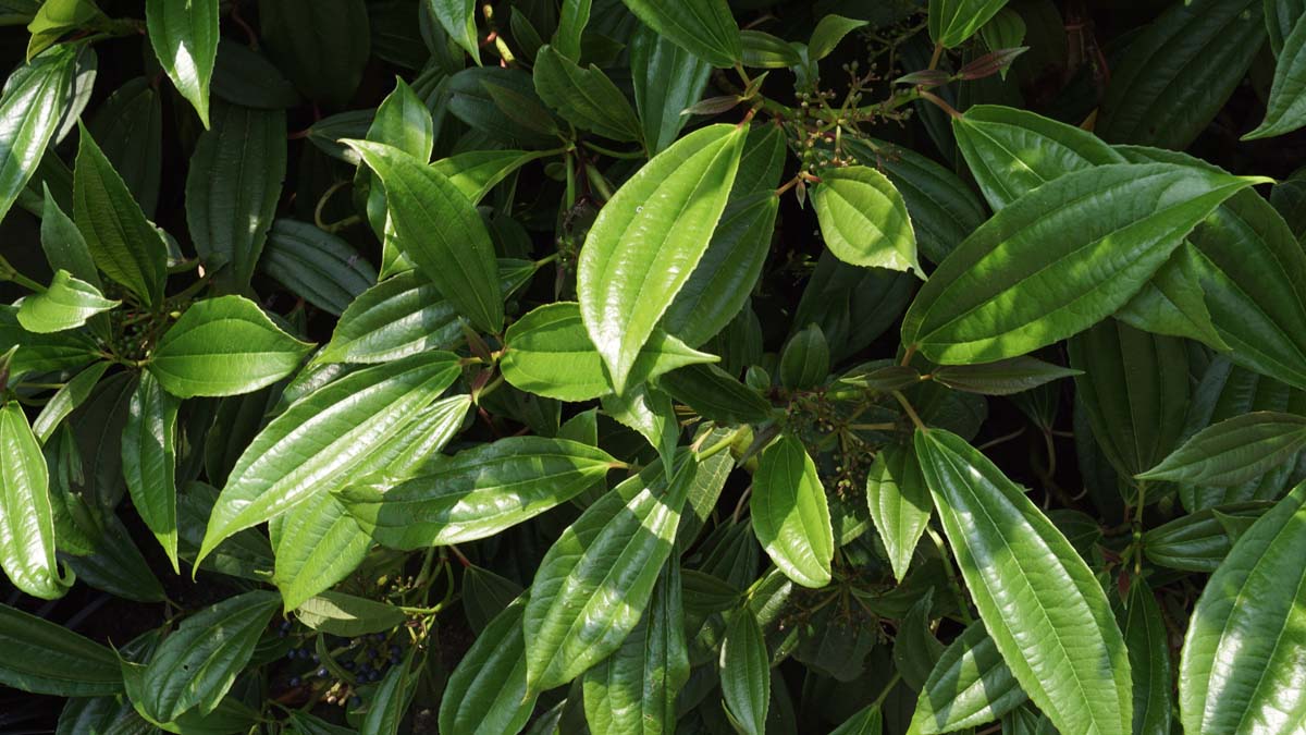 Viburnum davidii