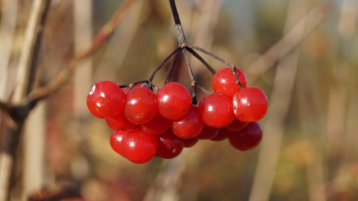 Viburnum opulus meerstammig / struik bes