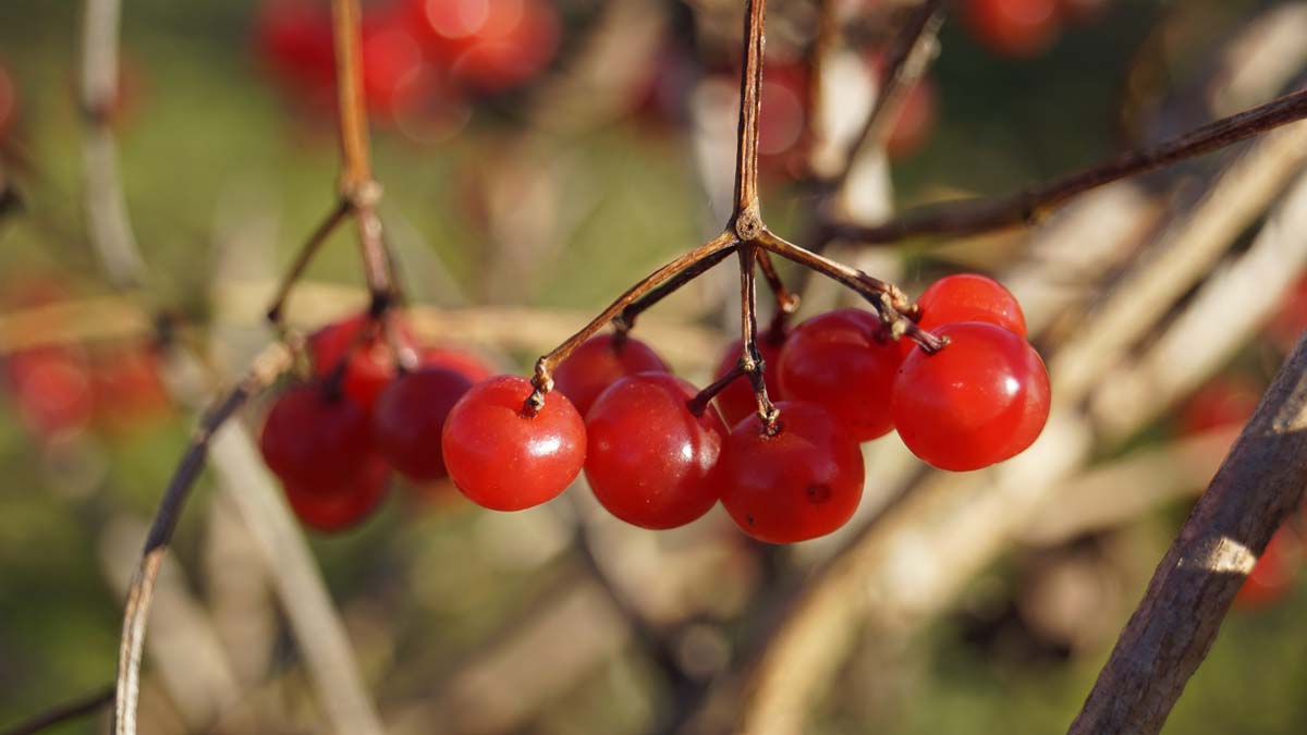 Viburnum opulus 'Compactum' op stam