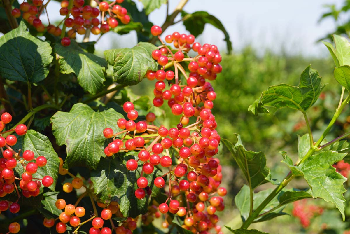 Viburnum opulus 'Compactum' op stam