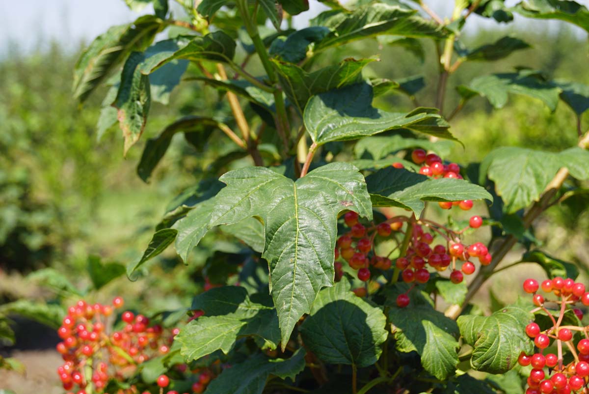 Viburnum opulus 'Compactum' solitair