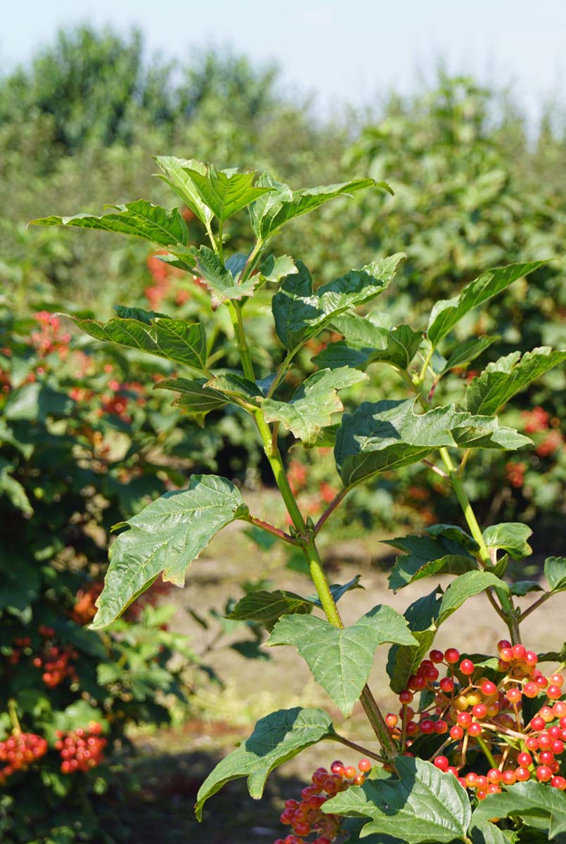 Viburnum opulus 'Compactum' meerstammig / struik