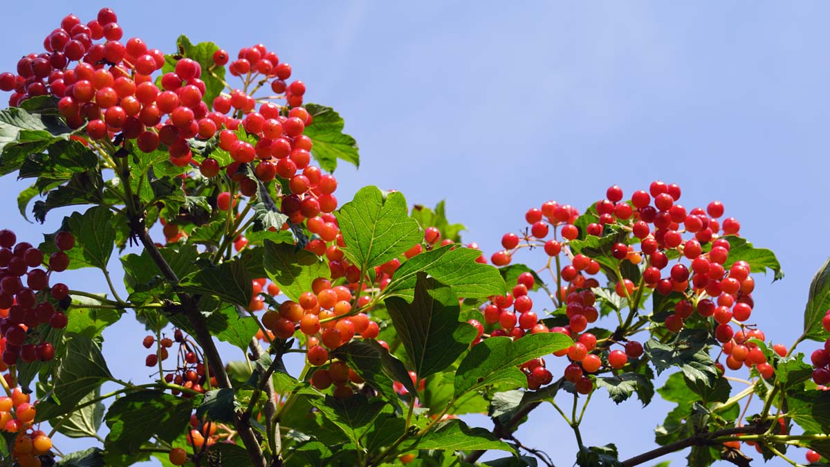 Viburnum opulus 'Roseum' solitair bes