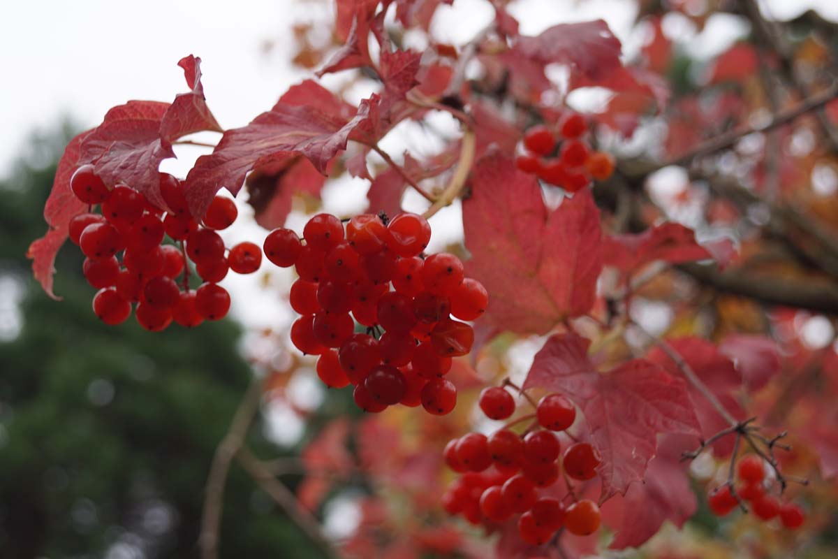 Viburnum opulus 'Roseum' haagplant herfstkleur