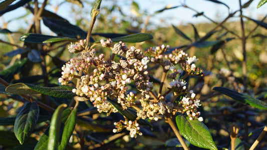 Viburnum 'Pragense' Tuinplanten