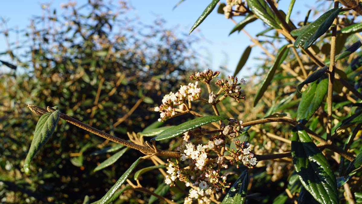 Viburnum 'Pragense' haagplant