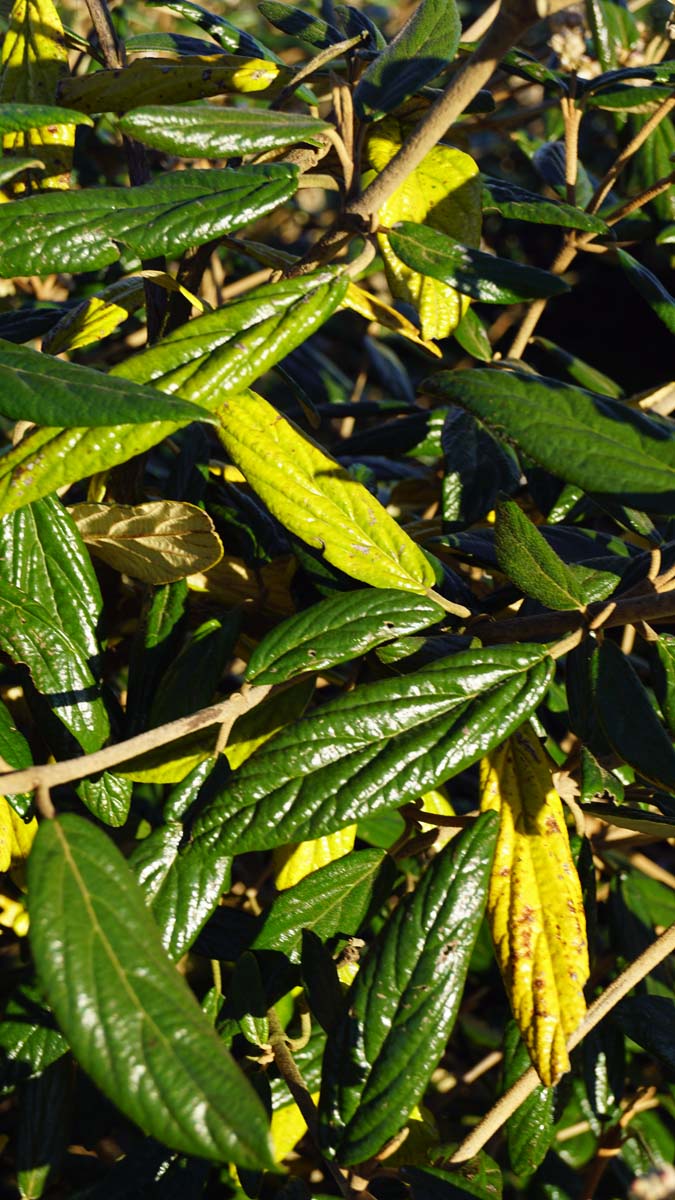 Viburnum 'Pragense' haagplant