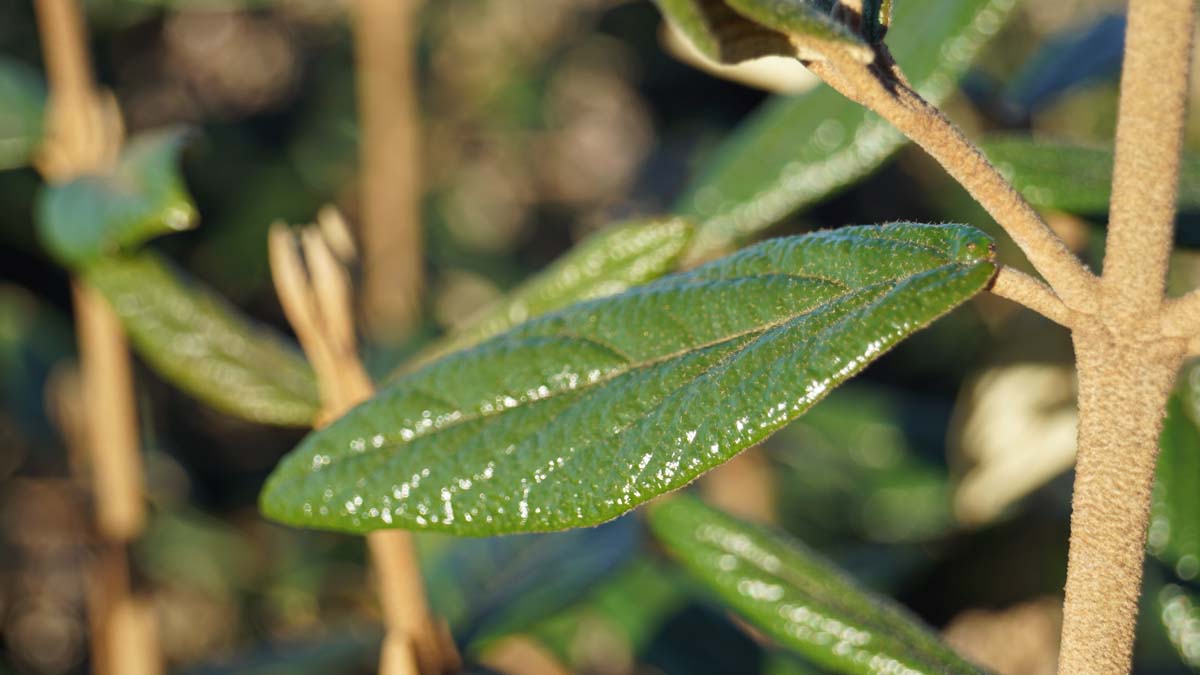 Viburnum 'Pragense' haagplant