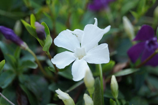 Vinca minor 'Alba'