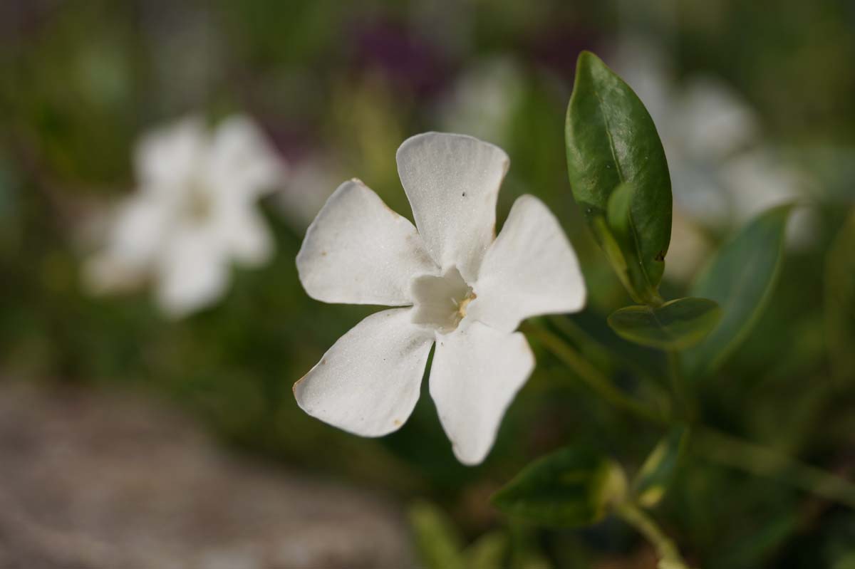 Vinca minor 'Alba'