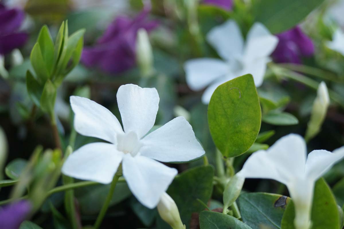 Vinca minor 'Alba'