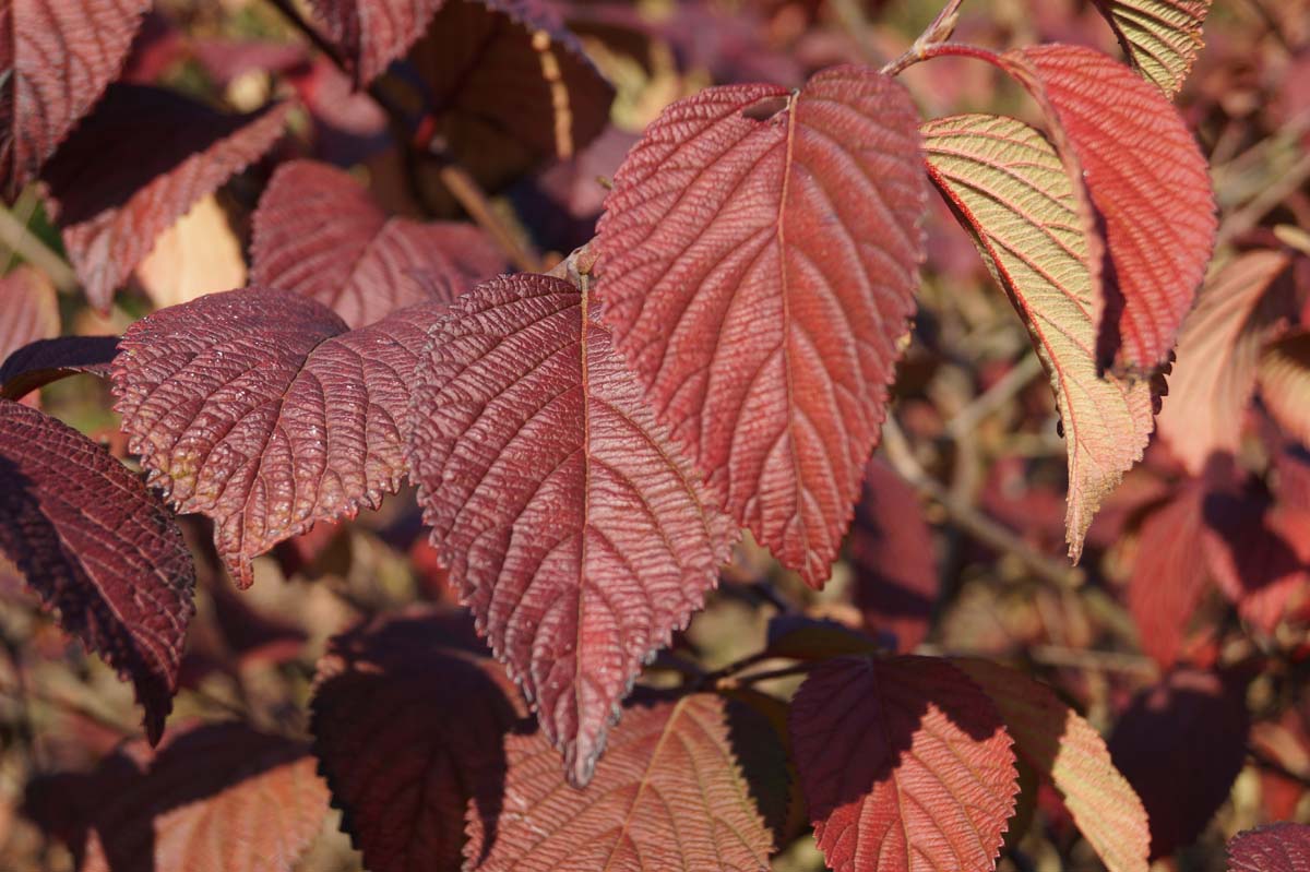 Viburnum plicatum 'Grandiflorum' Tuinplanten herfstkleur