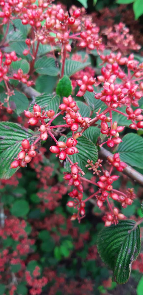 Viburnum plicatum 'Rowallane' Tuinplanten bes