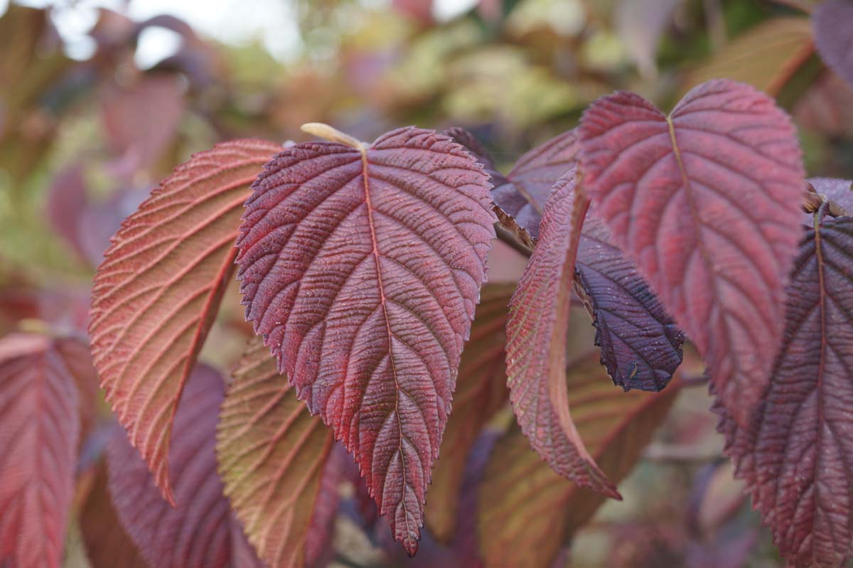 Viburnum plicatum 'Shasta' meerstammig / struik