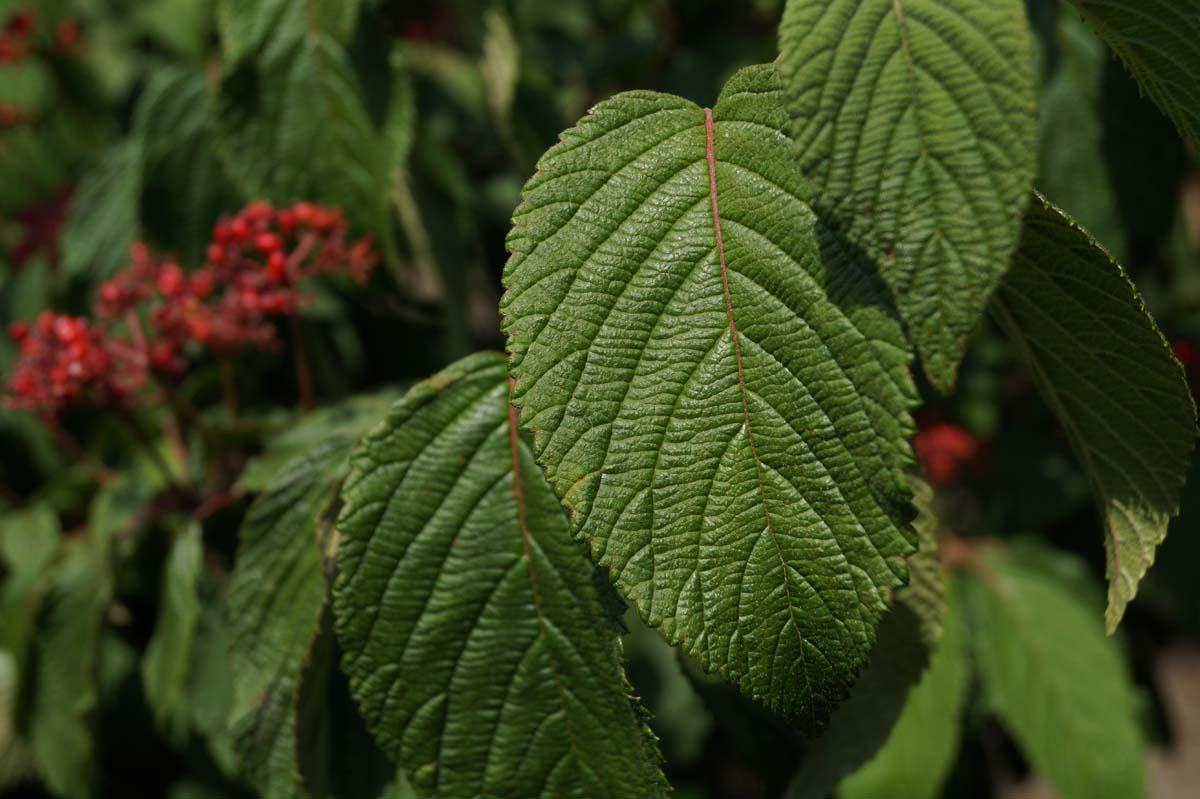 Viburnum plicatum tomentosum meerstammig / struik