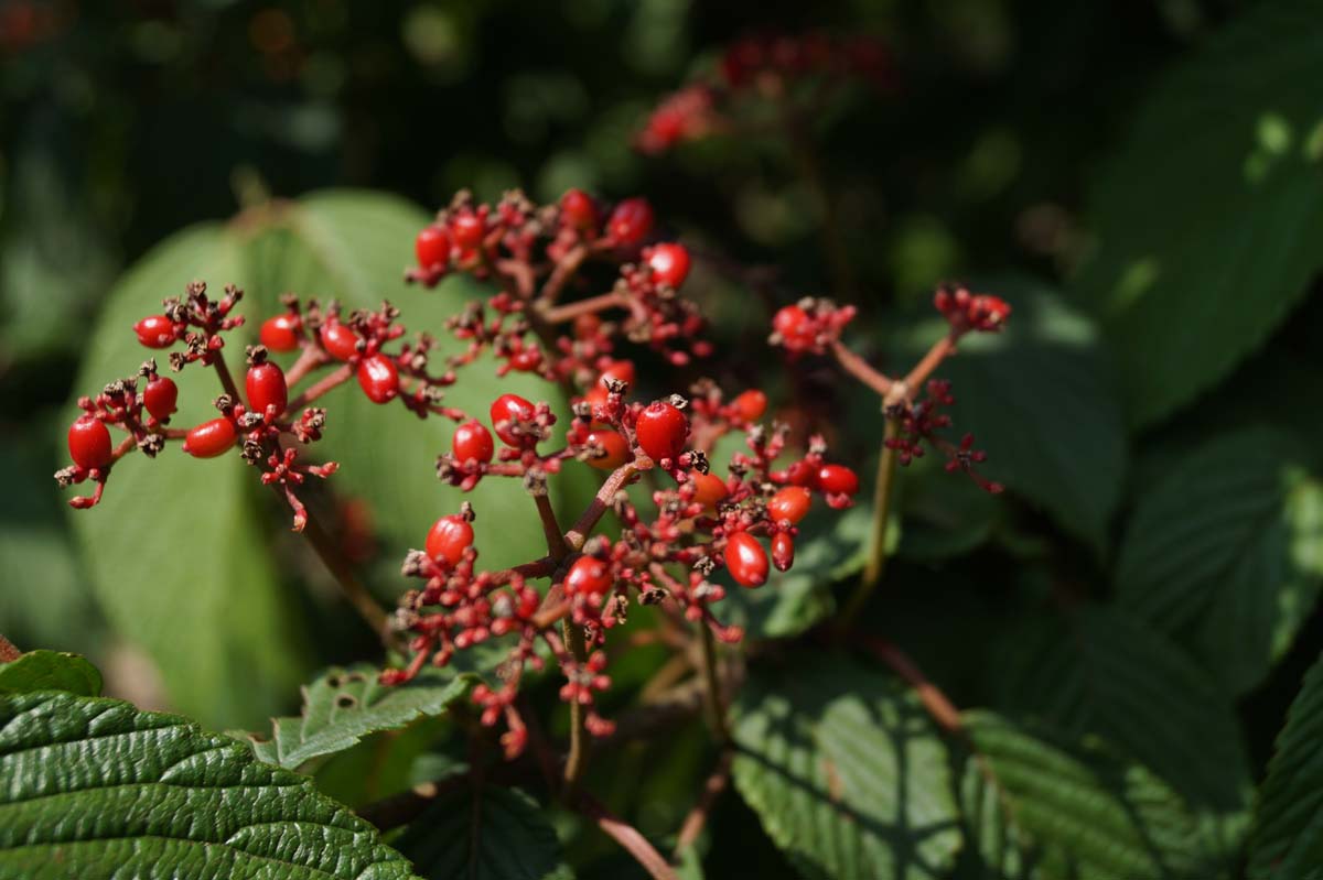 Viburnum plicatum tomentosum meerstammig / struik