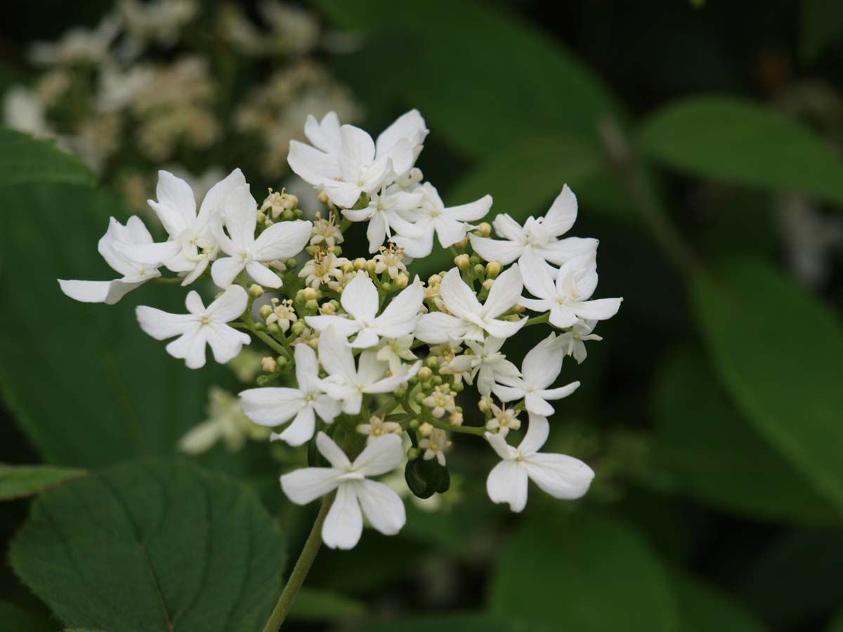 Viburnum plicatum 'Watanabe' meerstammig / struik