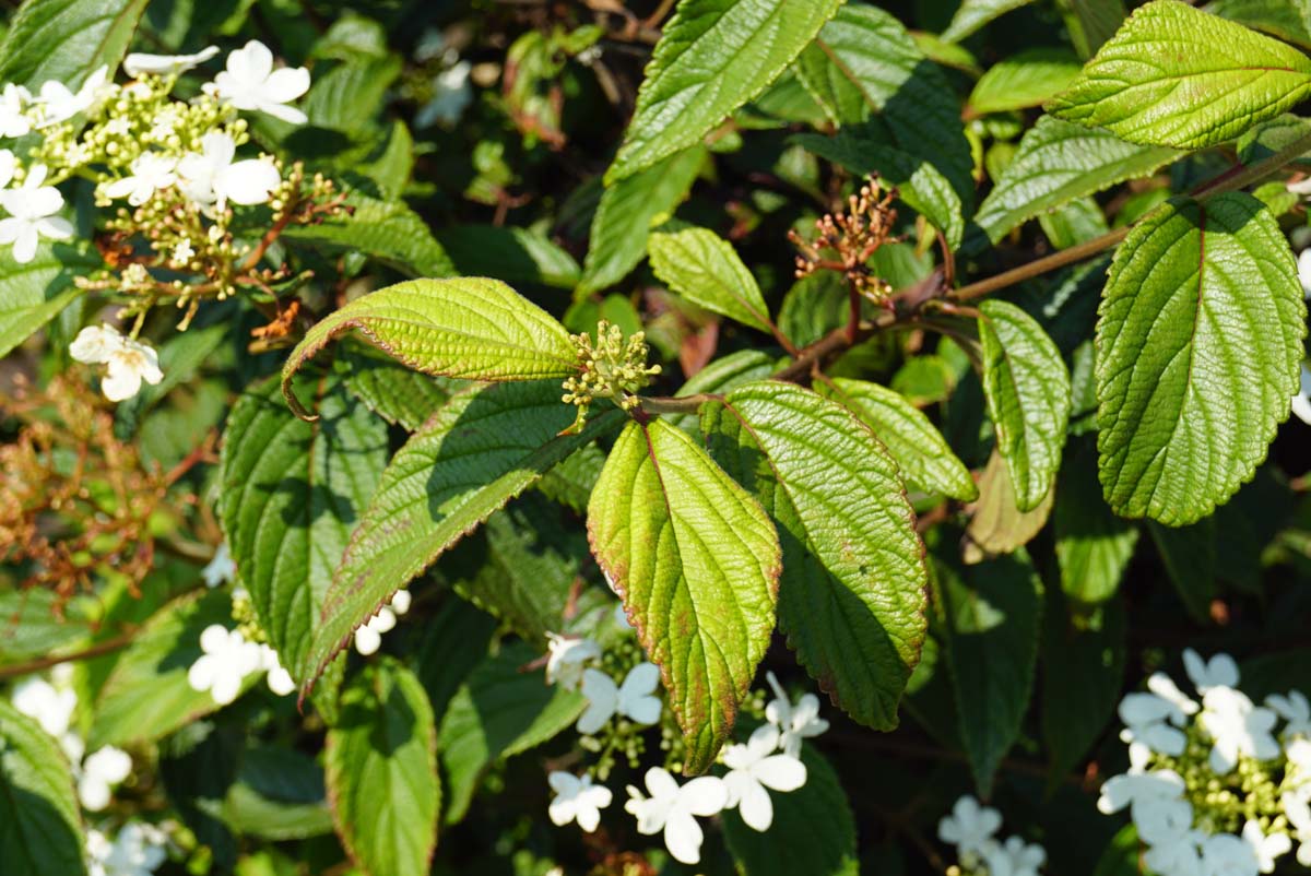 Viburnum plicatum 'Watanabe' Tuinplanten