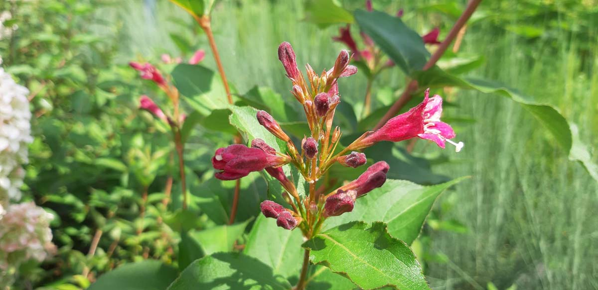 Weigela 'Bristol Ruby' Tuinplanten