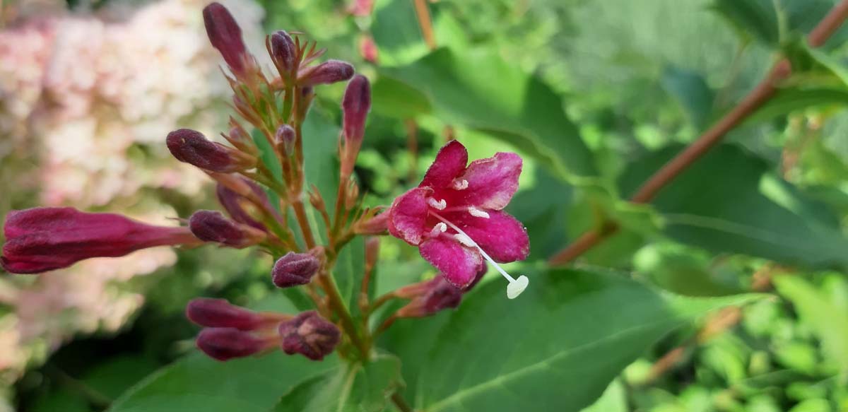 Weigela 'Bristol Ruby' meerstammig / struik bloem