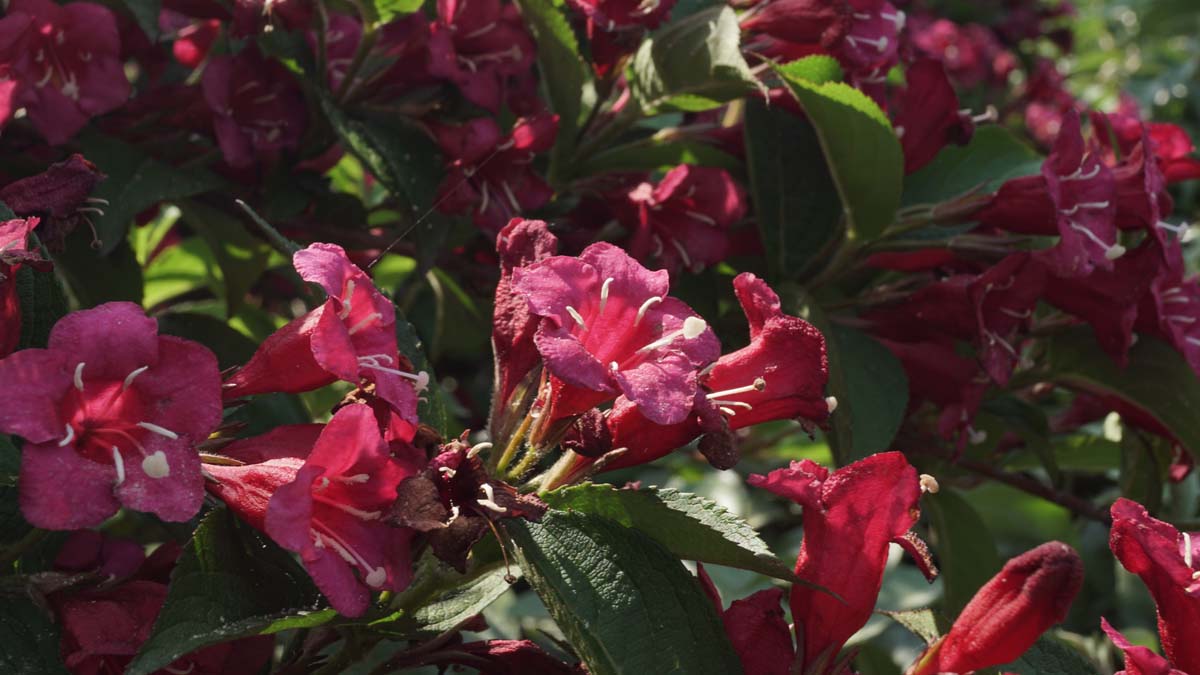 Weigela 'Bristol Ruby' bloem