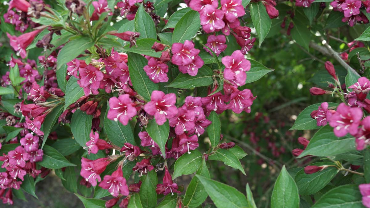 Weigela 'Bristol Ruby' Tuinplanten bloem