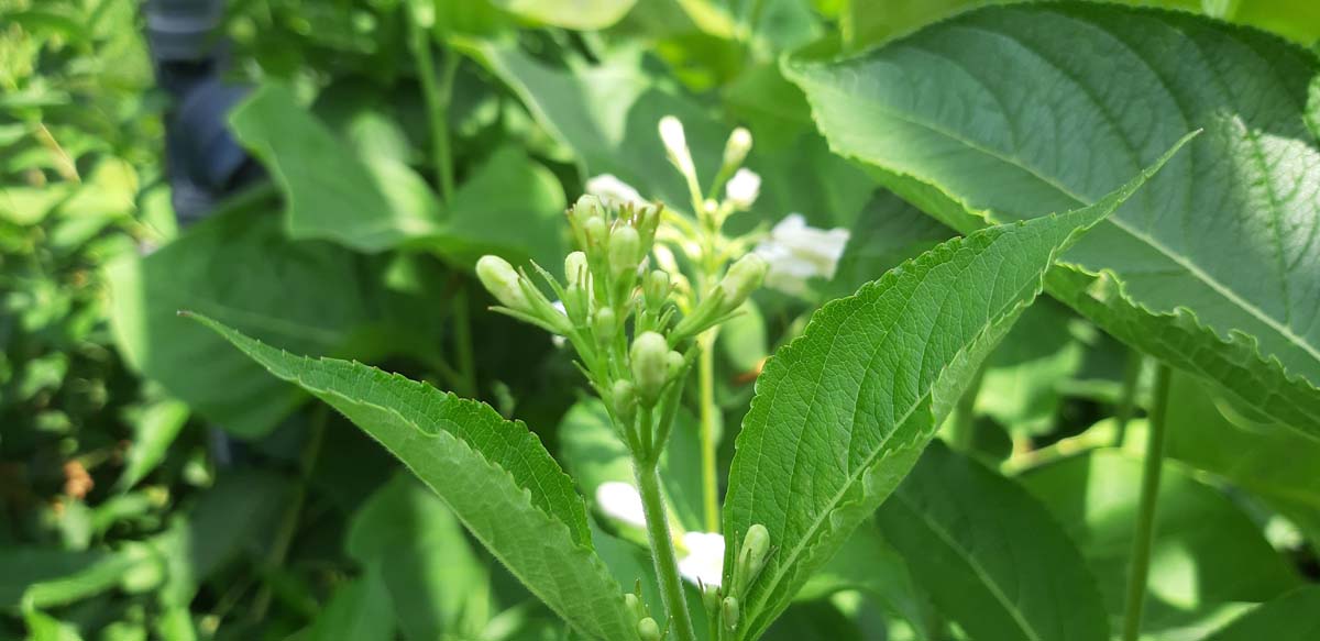 Weigela 'Candida' Tuinplanten bloem