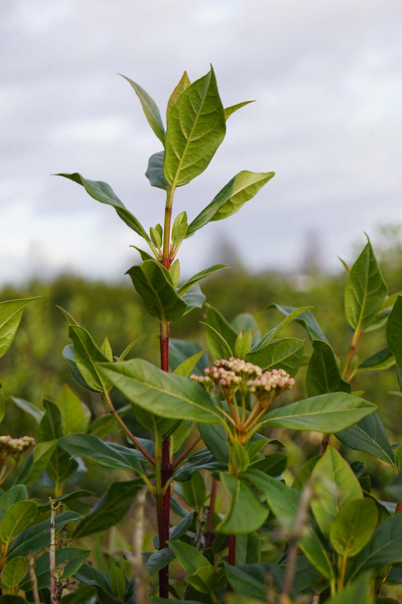 Viburnum tinus solitair
