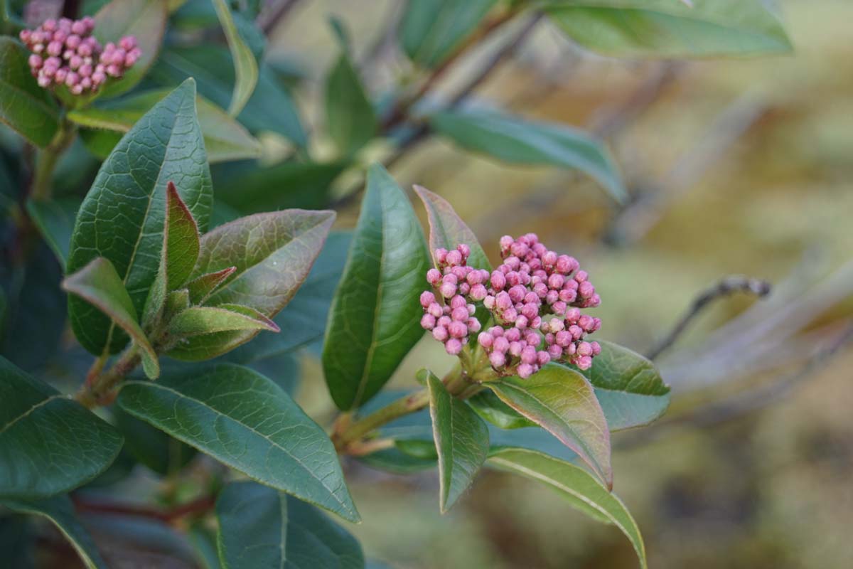 Viburnum tinus solitair