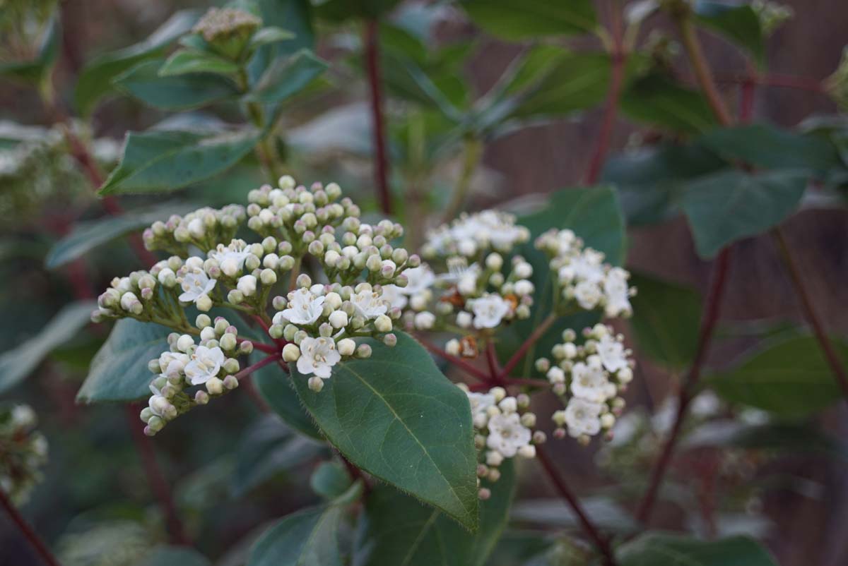 Viburnum tinus 'Eve Price' solitair bloem