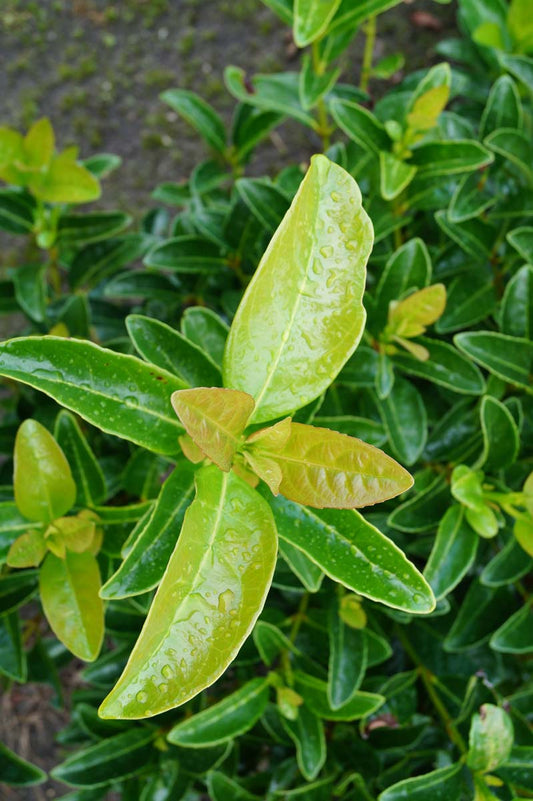 Viburnum tinus 'Lucidum' solitair