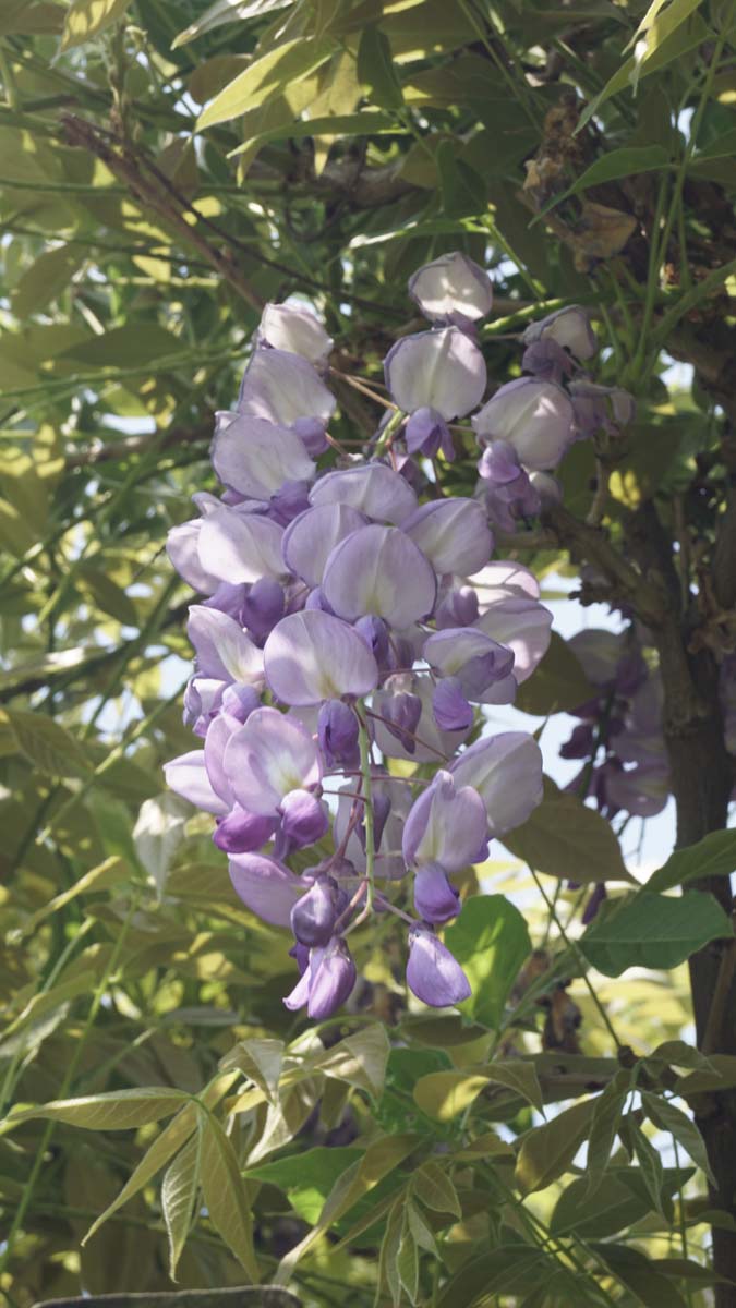 Wisteria sinensis 'Prolific' solitair